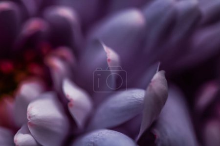 Photo for "Purple daisy flower petals in bloom, abstract floral blossom art background, flowers in spring nature for perfume scent, wedding, luxury beauty brand holiday design" - Royalty Free Image
