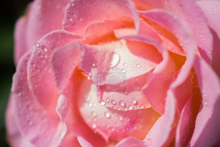 Téléchargez les photos : Rose avec des gouttes d'eau dessus - en image libre de droit