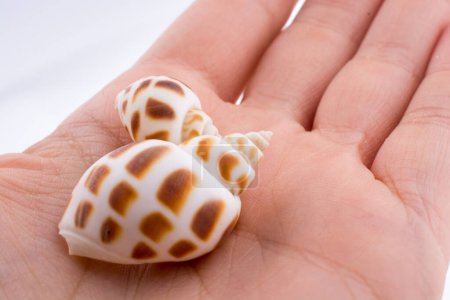 Photo for Beautiful sea shell in hand - Royalty Free Image