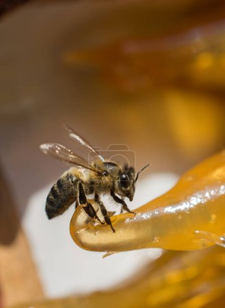 Foto de La abeja se alimenta de pulpa de fruta seca colorida - Imagen libre de derechos