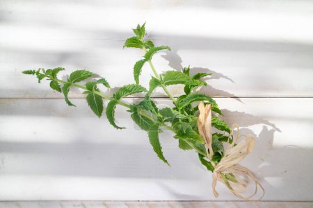 Photo for Sprigs of green peppermint for background - Royalty Free Image