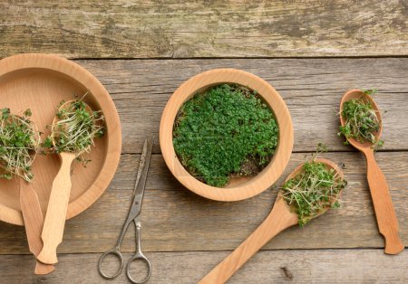 Foto de Brotes verdes de chía, rúcula y mostaza en una cuchara de madera sobre un fondo gris de viejas tablas grises, vista superior. Suplemento útil para alimentos - Imagen libre de derechos
