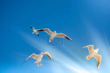 Photo for Flock of seagulls flying. Birds soaring in air - Royalty Free Image