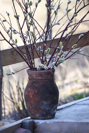 Téléchargez les photos : Brindilles de saule en pot au printemps - en image libre de droit