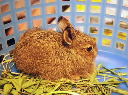 Photo for Cute Little bunny in cage - Royalty Free Image