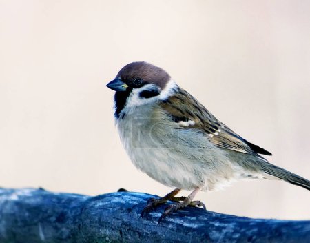 Téléchargez les photos : Mignon Moineau. Oiseau dans la nature - en image libre de droit