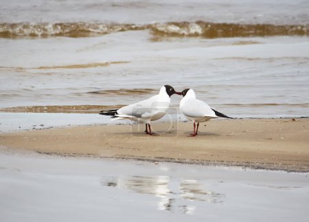 Foto de "Las gaviotas en la costa
" - Imagen libre de derechos