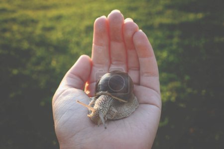 Photo for Hand with Snail in the garden - Royalty Free Image