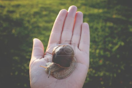 Téléchargez les photos : Main avec escargot dans le jardin - en image libre de droit