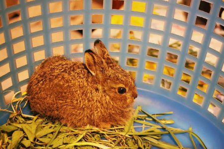 Téléchargez les photos : Mignon petit lapin en cage - en image libre de droit