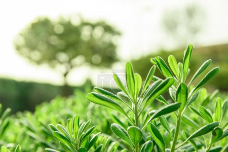 Téléchargez les photos : Plantes vertes avec bokeh" - en image libre de droit