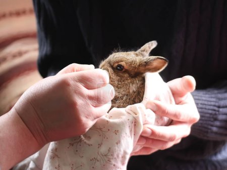 Téléchargez les photos : Petit lapin dans les mains des femmes - en image libre de droit