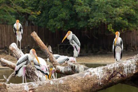 Téléchargez les photos : Pélicans dans le zoo - en image libre de droit