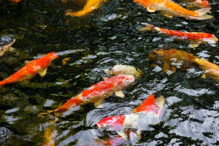 Téléchargez les photos : Japonais carpe koi poisson dans l'étang - en image libre de droit