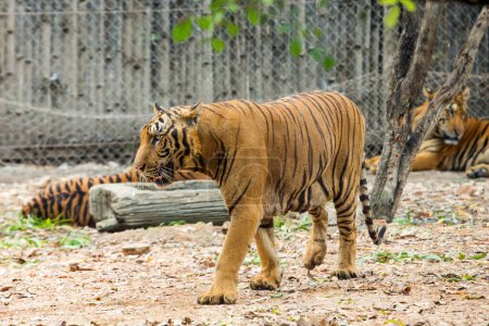 Téléchargez les photos : Tigre dans le zoo - en image libre de droit