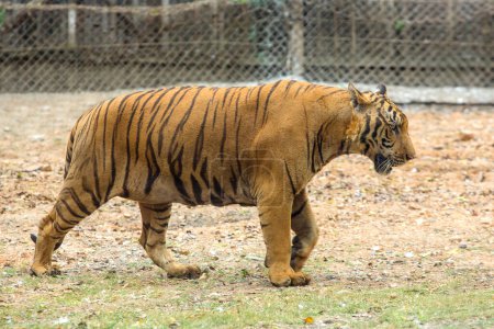 Téléchargez les photos : Tigre dans le zoo - en image libre de droit