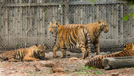 Téléchargez les photos : Tigres dans le zoo - en image libre de droit