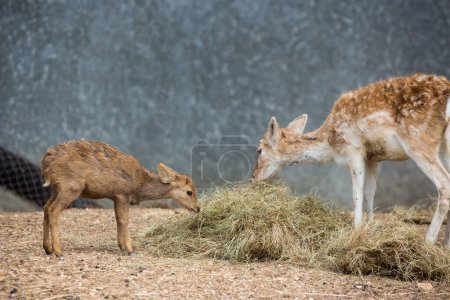Photo for Deer in the zoo - Royalty Free Image