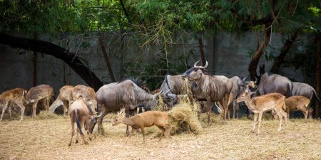 Téléchargez les photos : Cerfs dans le zoo - en image libre de droit