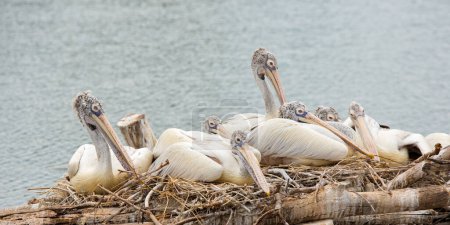 Photo for Beautiful pelicans in the zoo - Royalty Free Image