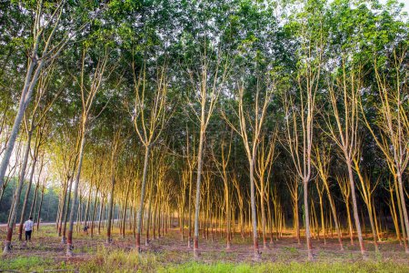 Photo for Bamboo trees in the forest - Royalty Free Image