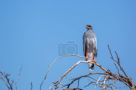 Téléchargez les photos : "Pale Chanting-Goshawk dans le parc transfrontalier de Kgalagadi, Afrique du Sud" - en image libre de droit