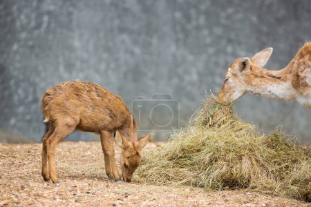 Téléchargez les photos : Etoile de cerf dans le zoo - en image libre de droit