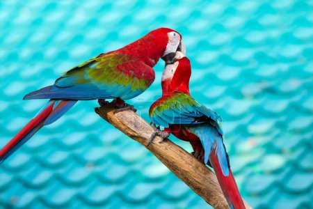 Photo for Portrait of macaw birds in the zoo - Royalty Free Image