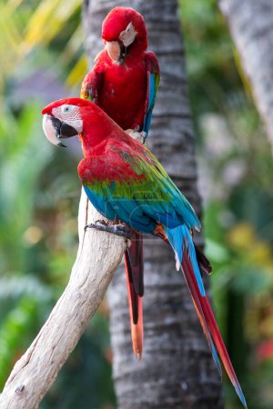 Téléchargez les photos : Portrait d'oiseaux aras dans le zoo - en image libre de droit