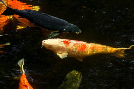Foto de Peces koi en el estanque - Imagen libre de derechos