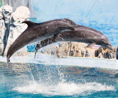 Foto de Los delfines están saltando durante el espectáculo - Imagen libre de derechos