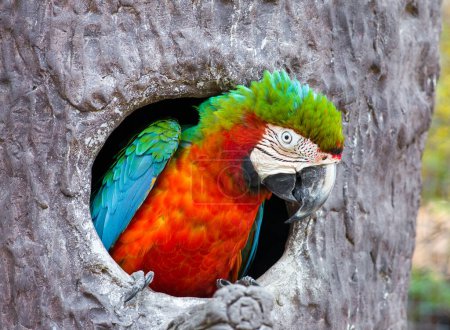 Foto de Retrato de guacamayo escarlata de cerca - Imagen libre de derechos