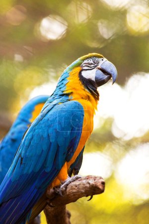 Photo for Portrait of macaw birds in the zoo - Royalty Free Image