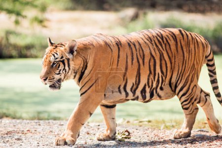 Téléchargez les photos : Tigre bengale reposant de près - en image libre de droit