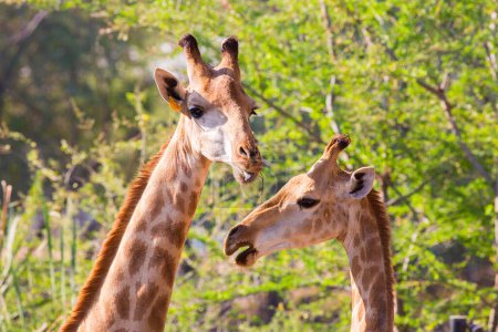 Téléchargez les photos : Girafes têtes rapprochées - en image libre de droit