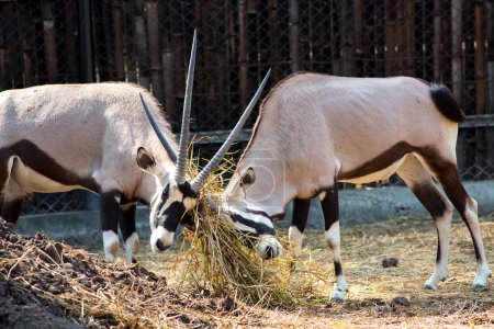 Foto de Gacelas Oryx en el zoológico - Imagen libre de derechos