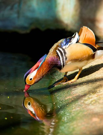 Foto de Hermoso pájaro en la naturaleza. Animales en la vida silvestre - Imagen libre de derechos