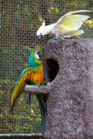 Foto de Retrato de pájaros guacamayos en el zoológico - Imagen libre de derechos