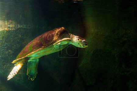 Photo for "Green sea turtle swimming in a museum aquarium. Amazing underwater world concept - Royalty Free Image