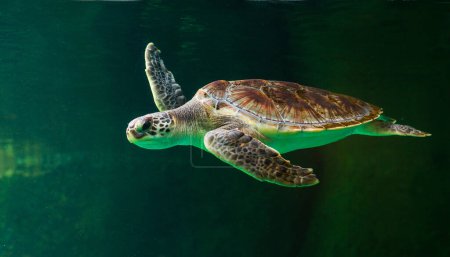 Foto de "Verde tortuga marina nadando en un acuario museo.. Increíble concepto de mundo submarino - Imagen libre de derechos