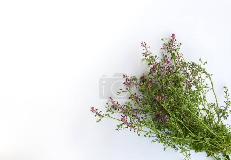 Téléchargez les photos : Summer medical herbs bunch. - en image libre de droit