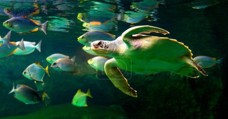 Téléchargez les photos : "Tortue de mer verte nageant dans un aquarium de musée. Incroyable concept de monde sous-marin - en image libre de droit