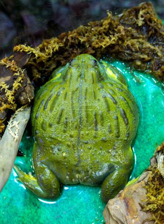 Téléchargez les photos : Une grande grenouille Pixie africaine assise et impatiente - en image libre de droit
