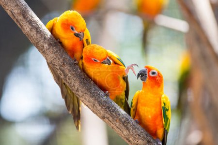 Foto de Hermoso loro de color salvaje en la selva - Imagen libre de derechos