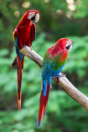 Foto de Retrato de pájaros guacamayos en el zoológico - Imagen libre de derechos