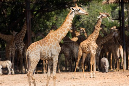 Téléchargez les photos : Girafes en forêt, faune, faune, flore - en image libre de droit