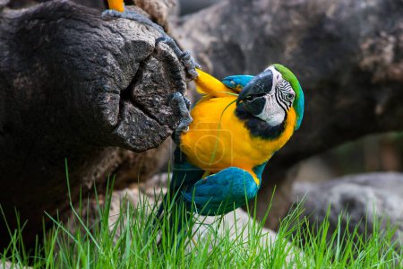 Foto de Guacamayos guacamayos azules y amarillos en el fondo natural - Imagen libre de derechos