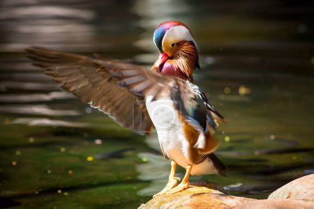 Téléchargez les photos : Vue rapprochée du canard mandarin mignon dans le zoo - en image libre de droit