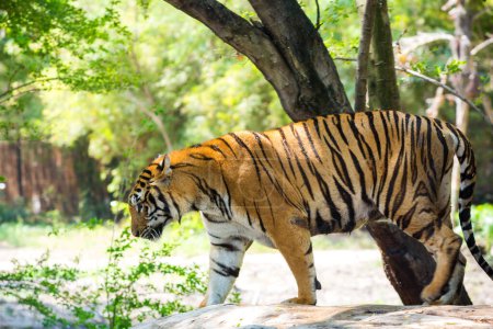 Téléchargez les photos : Bengal tiger resting in park - en image libre de droit