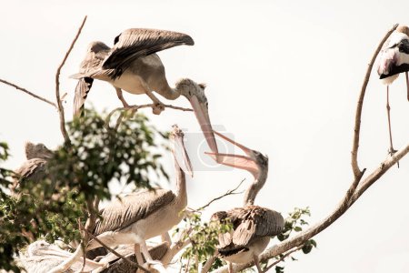 Photo for Pelican on its nest - Royalty Free Image